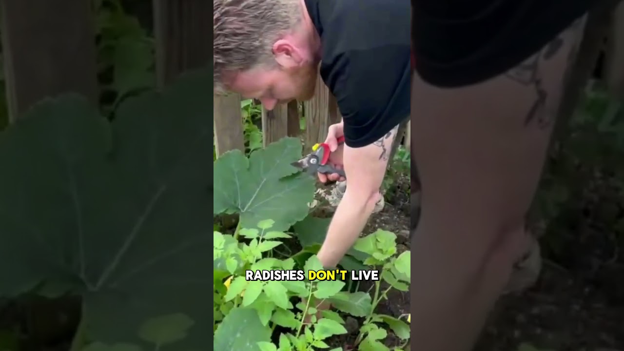 Why Zucchini LOVES Radishes!