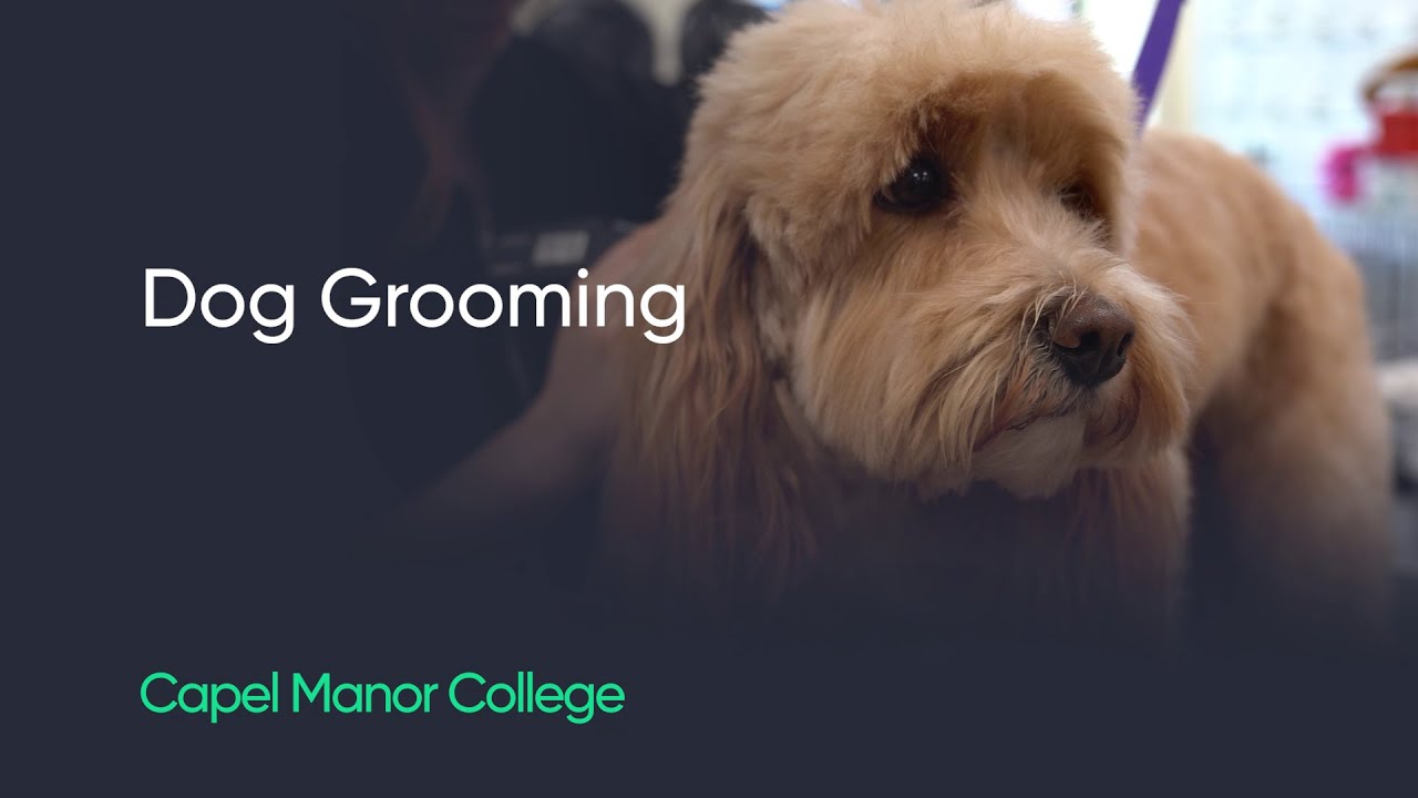 Study dog grooming at Capel Manor College