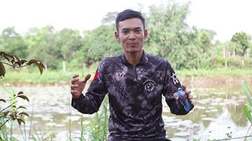 CÁCH PHÂN BIỆT CÁ LÓC ĐỰC VÀ CÁ LÓC CÁI huynhvananfishing