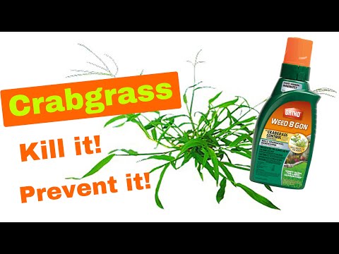 Video: Crabgrass Killer: Thoát khỏi Crabgrass