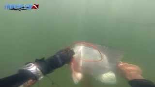 Pesca Sub - Captura De Tilápia Com Roller Central Vazada