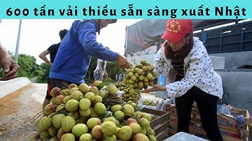 Vải thiều bắc giang 2020 - 600 tấn vải thiều sẵn sàng xuất sang Nhật
