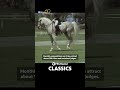 Throwback to Hawaiʻi's Dressage Community 🐴 #pbshawaii #pbsclassics