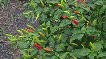 Let the woman run away to chase the rope.