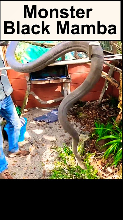 Massive 3 Meter BLACK MAMBA!