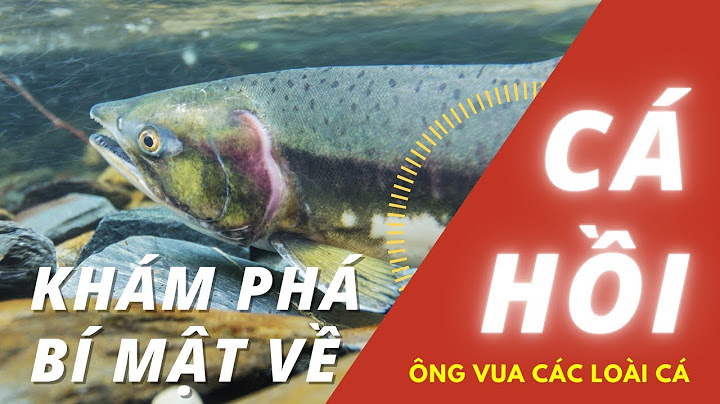 Cá hồi salmon khác với cá hồi vân chỗ nào năm 2024