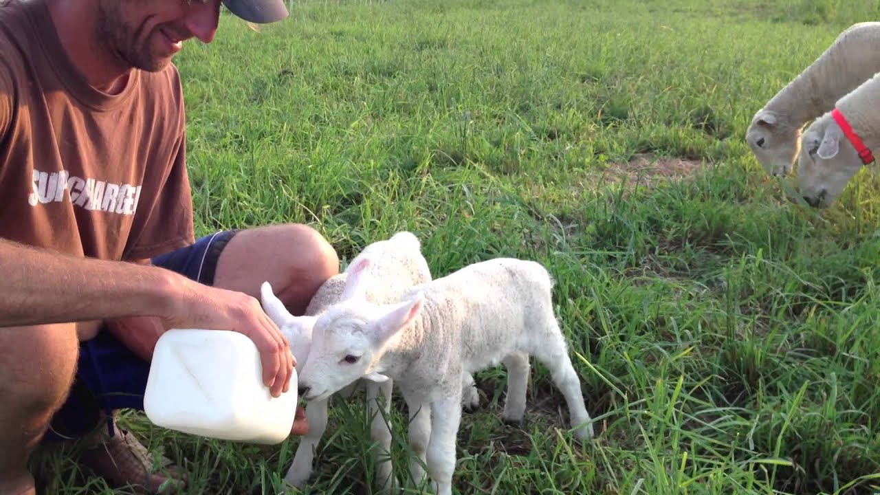 Matt feeds two newborn lambs bottle babies! YouTube