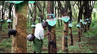 Vaartha Annum Ennum | History of Rubber plantation in Kerala | വാര്‍ത്ത അന്നും ഇന്നും Epi-4