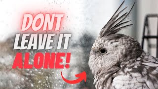 5 Mistakes  Every Beginner Does to Cockatiel