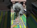#AngryCat #FunnyCats #CatPlaying #CatLovers #Shorts #SpicyCat#viral reels