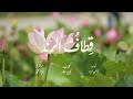 قطاف الرند معهد البيان قطاف الرند معهد البيان