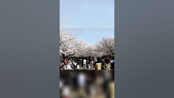 Cherry Blossoms: Witness the Magic of Blooming in Nature's Beauty