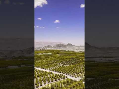 مزارع سرخ زرشک خراسان جنوبی