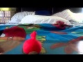 (How to make): Angry birds (red) out of playdoh
