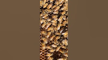 Can you spot Drones? Beekeeping