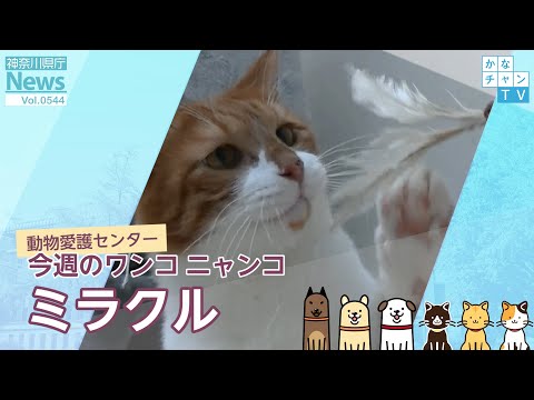 確認ページ♡わんこ＆にゃんこ 今週のワンコ・ニャンコ「ミラクル」県庁ニュース vol.544 2022/11/25