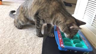 I'm cat sitting for my neighbor. this little girl eats her food really
fast so to slow down i made a feeding dish from an ice cube tray. here
she is ...