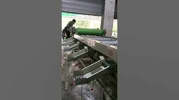 4-5 t/h Automatic Garlic Grading Machine for commercial use | Garlic Machine Manufacturer #shorts