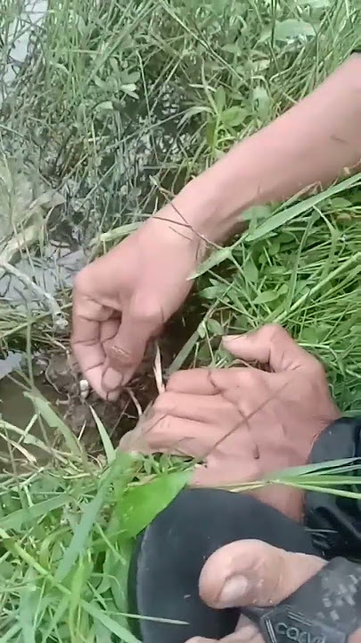 sudah mau d tangkap tangan malah mocel 🤦😁 #ngurekbelut #ngablucore @Dodisigarantangchannel