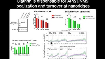 Induced nanoscale membrane curvature bypasses the essential endocytic function of clathrin