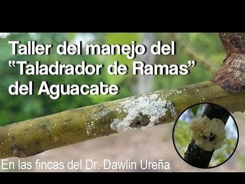 Video: Identificación de los escarabajos podadores de ramitas: aprenda sobre los daños causados por los escarabajos podadores de ramitas