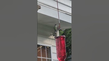 The beautiful female ruby-throated hummingbird!#hummingbird #nature #outdoors #birds #wildlife