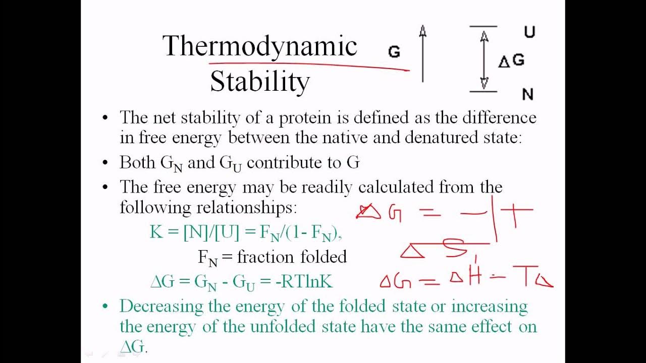 Thermodynamic stability of proteins YouTube