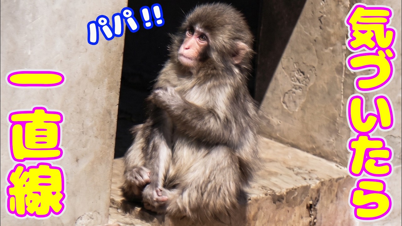 飼育員パパが出てきた！迷わず一直線に向かうパンチが可愛い😍 - YouTube