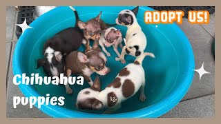 Chihuahua Overload! Adopt us! | SUPERMARCOS