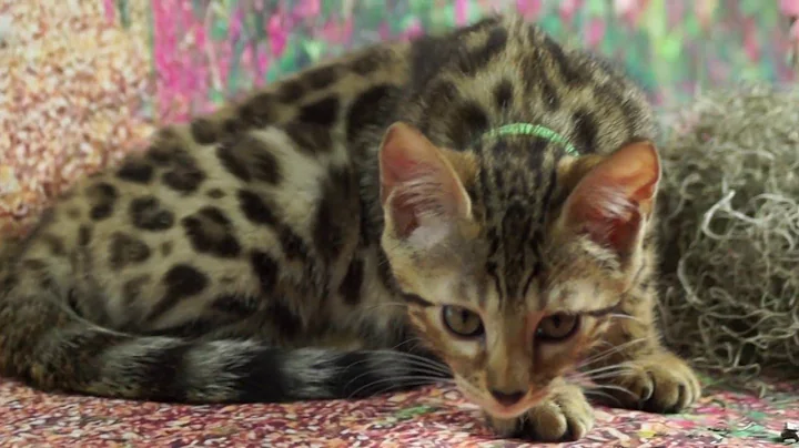 Video 4036231: kitten bengal pets, bengal kitten girl, golden bengal kitten, bengal kitten born, brown bengal kitten