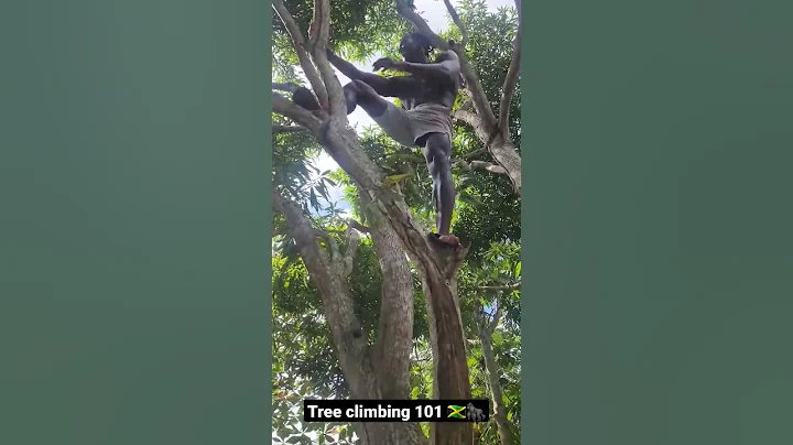 TREE CILMBING FOR FITNESS  #shorts