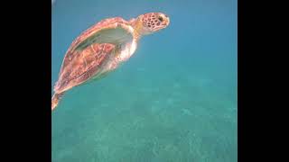 Turtle Launch and more Turtles at Pier