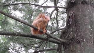 Rare Blonde Squirrel Talking Chirping
