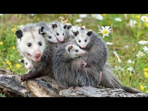 Video: Er opossums primærforbrukere?