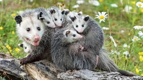 Опоссум - Opossum (Энциклопедия животных)