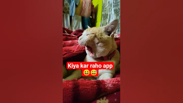 Video 11671551: cats compilation, hilarious cat, cat cute baby, funny cat