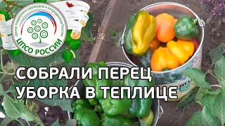 Выращиваем перец. Как провести сплошную уборку перца в теплице.(В этом видео агроном-практик, куратор проекта 