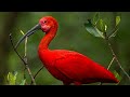 Guará - Uma das mais belas aves brasileiras - Conheça!