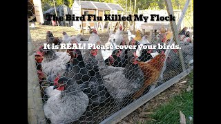 The Bird Flu Killed My Flock of 400