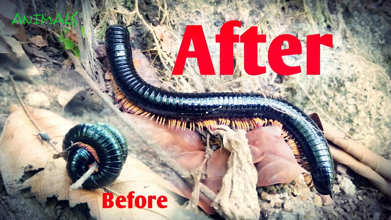 Ommatoiulus moreleti (Portuguese millipede)