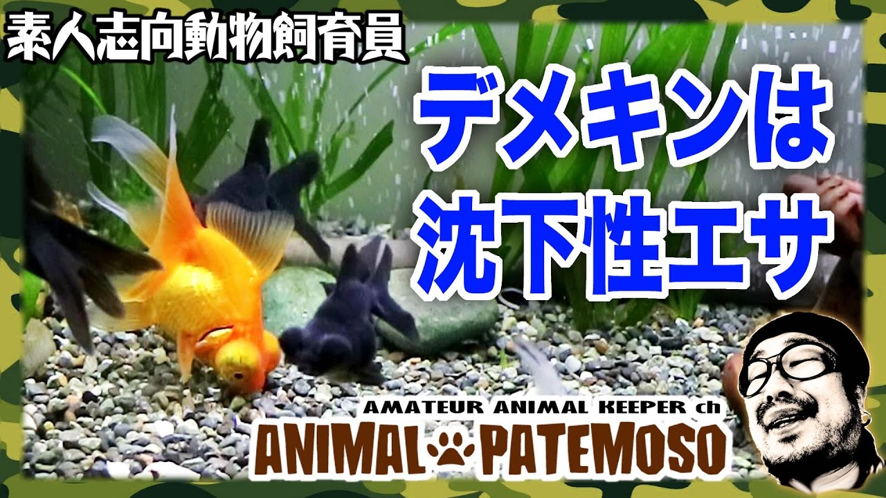 デメキンの餌は沈下性なのだ Hikari ランチュウベビーゴールド Goldfish 金魚 Youtube