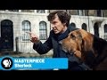 Understanding Dog Behavior and Sentiment