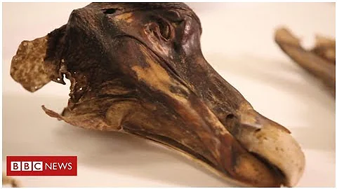 Oxford Dodo 'was shot in the head'