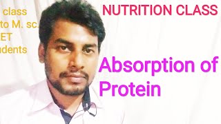 Absorption of Protein / প্রোটিনের শোষণ