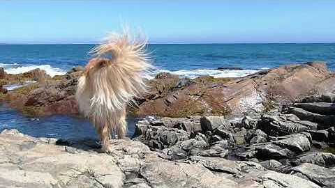 7 string Lyre free form at my ocean hideaway