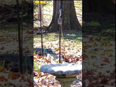 Pinecone bird feeders.