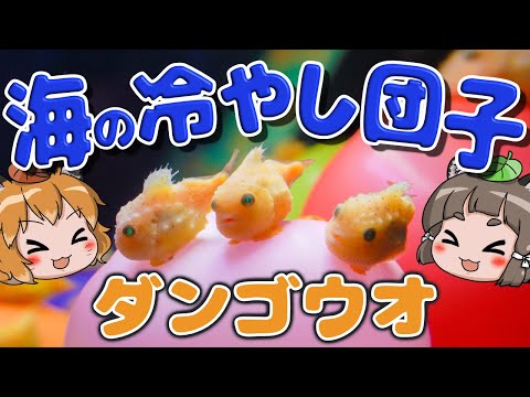 【もちもち】冷やし団子一丁！みんな大好きダンゴウオ【へんないきもの#97】