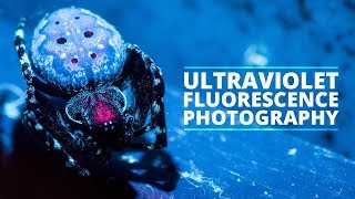 Getting Started With Ultraviolet Fluorescence Photography (UVIVF) screenshot 5