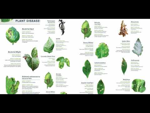 Plant Diseases ||