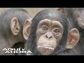 Trabajadores de un santuario dicen que los chimpancés son capaces de elegir a sus humanos favoritos